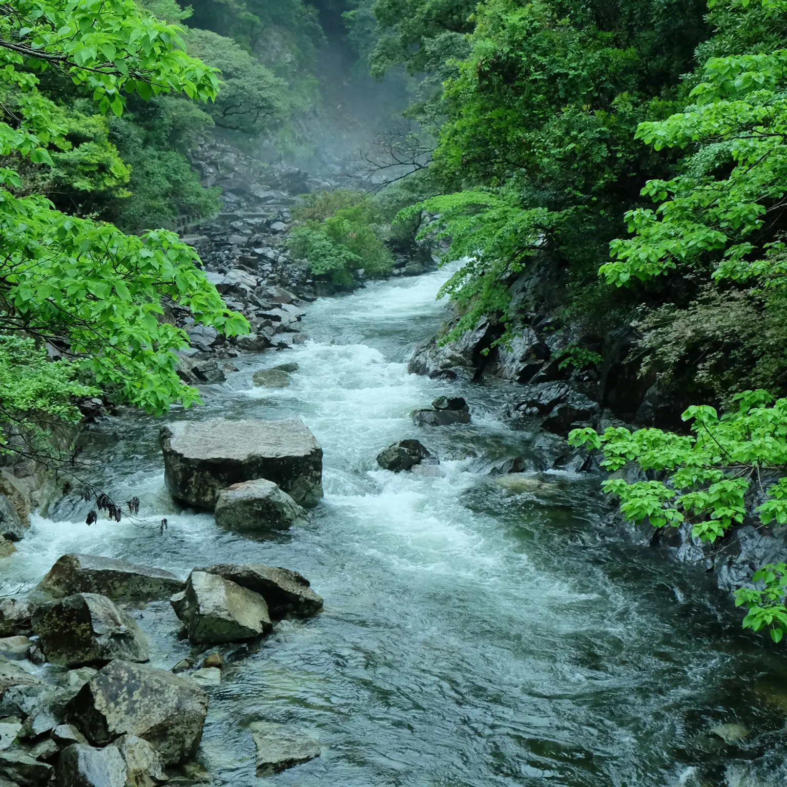 Die grüne Insel Yakushima erkunden